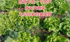 表达自己家种绿色蔬菜的句子（表达自己家种绿色蔬菜的句子有哪些）