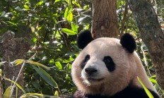 熊猫矿池（熊猫矿场）